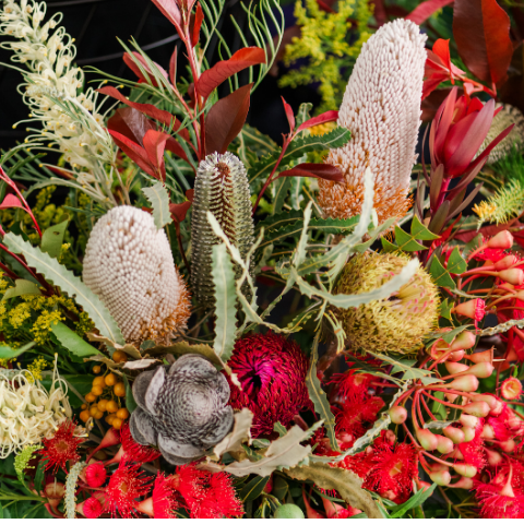 5 Most Famous Australian Native Plants Palette de Flores