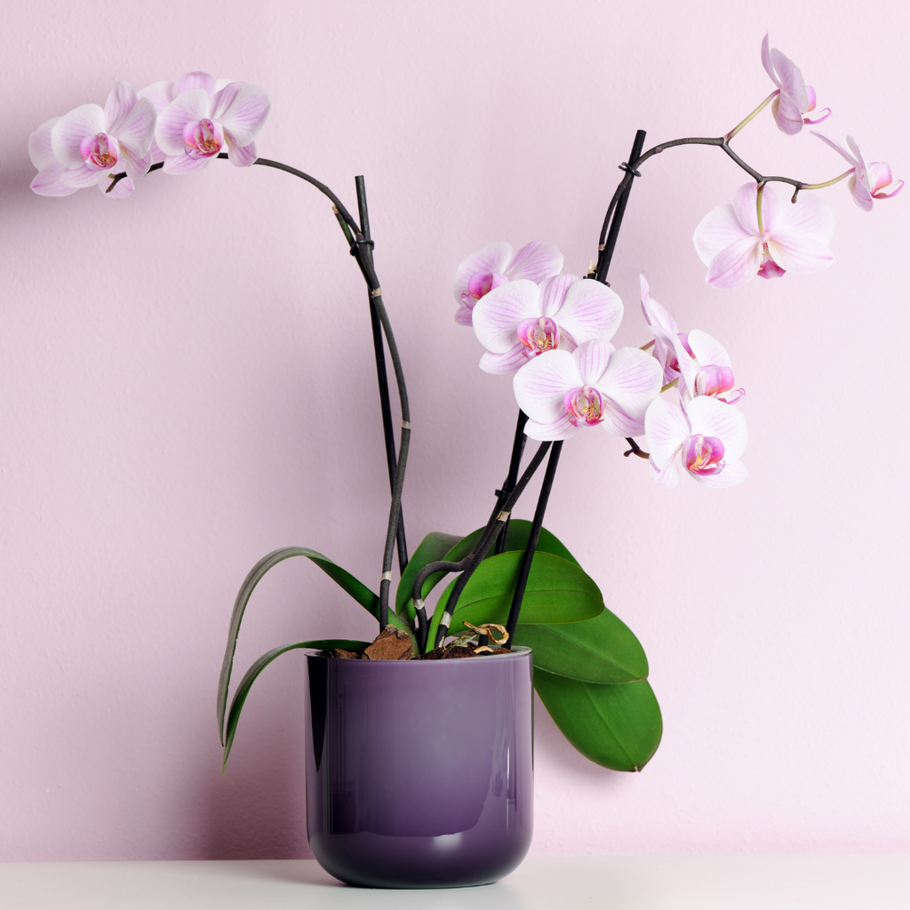 sydney florist Phalaenopsis Orchid plant