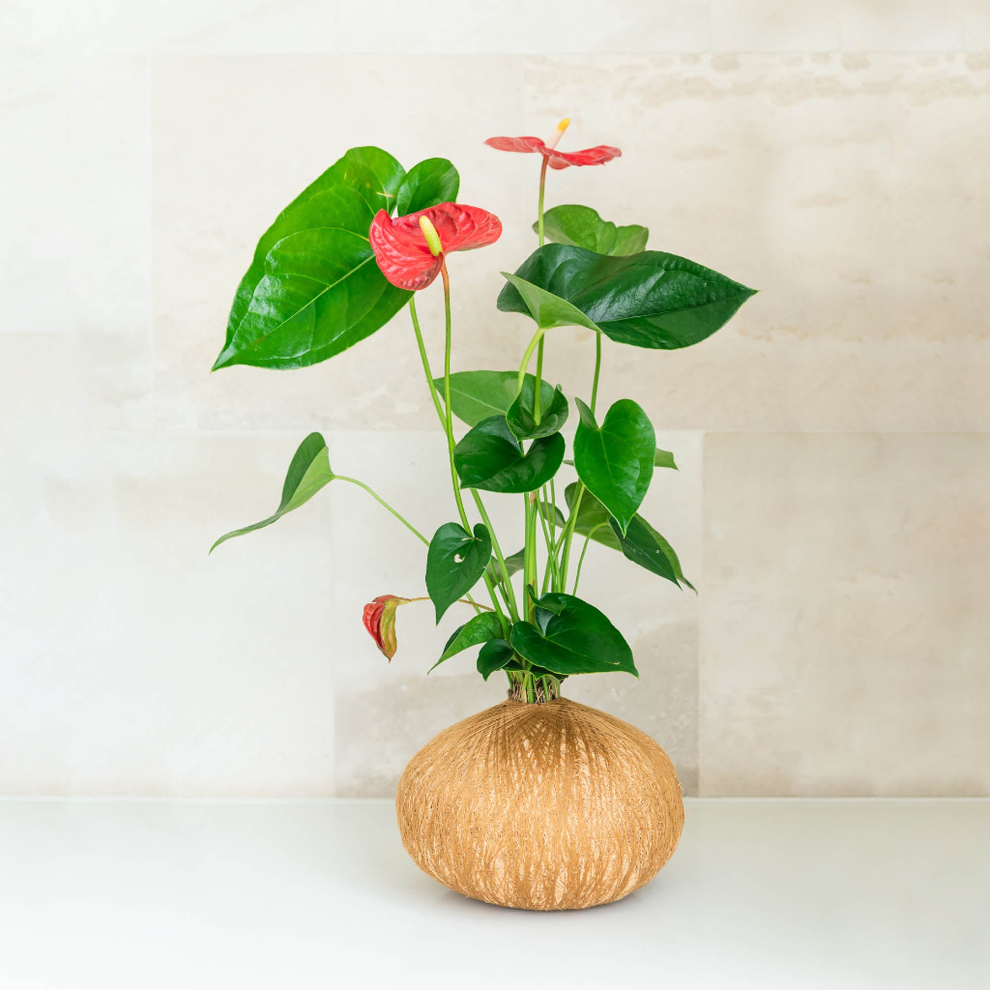 kokedama anthurium Anthurium Kokedama Plant Sydney