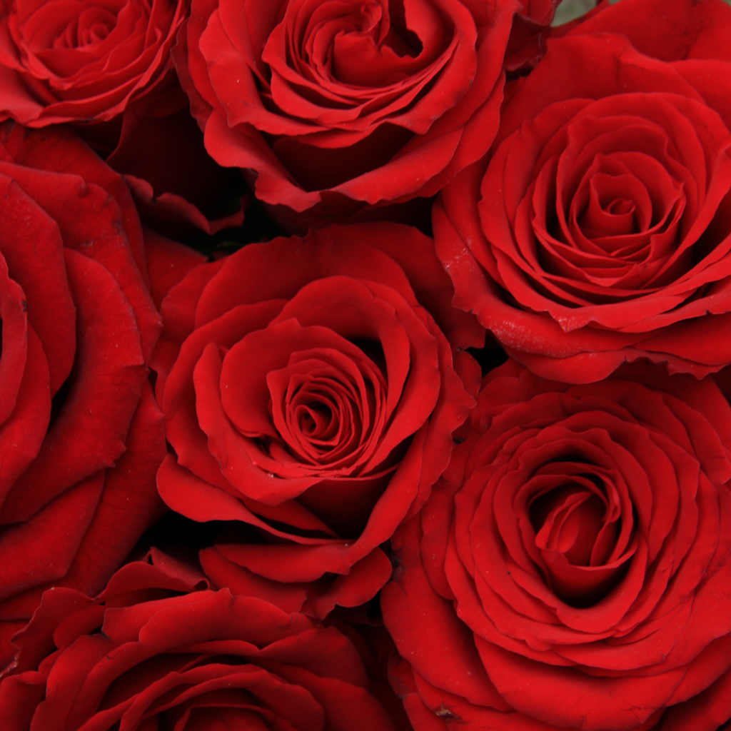 Close-up of deep red roses in a bridal bouquet, showcasing their velvety petals
