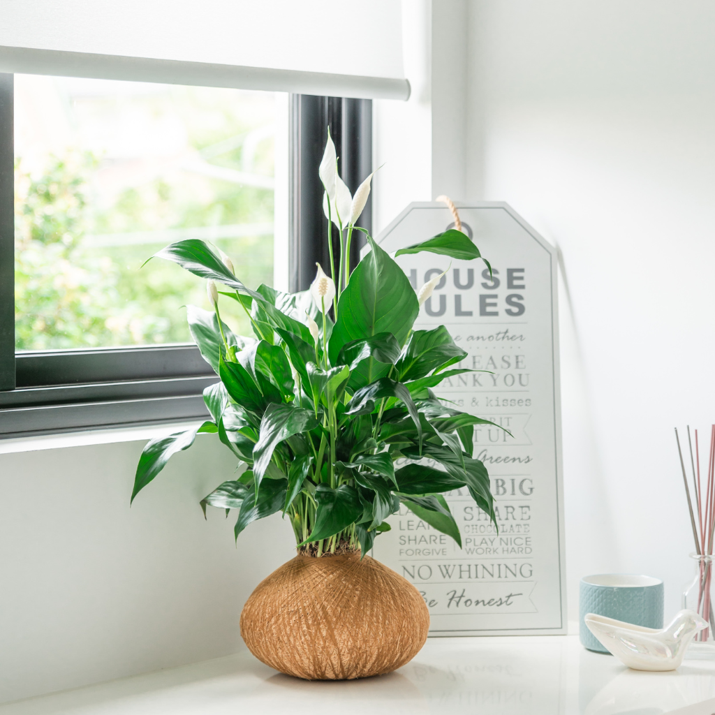 Elegant Kokedama Peace Lily plant for a unique birthday present in Sydney