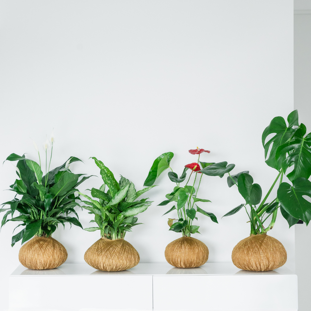 Beautiful display of Kokedama Anthurium and Peace Lily as birthday gifts