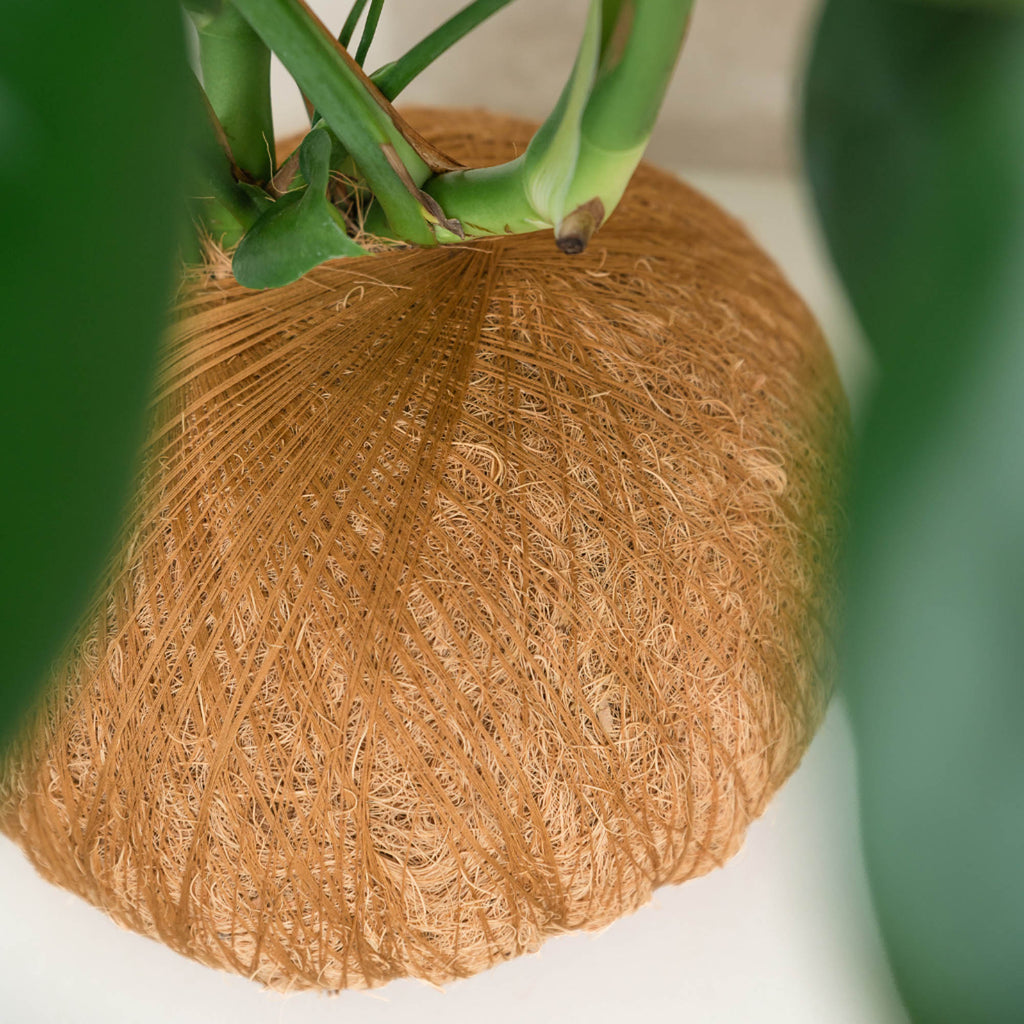 Sydney indoor plants monstera deliciosa kokedama