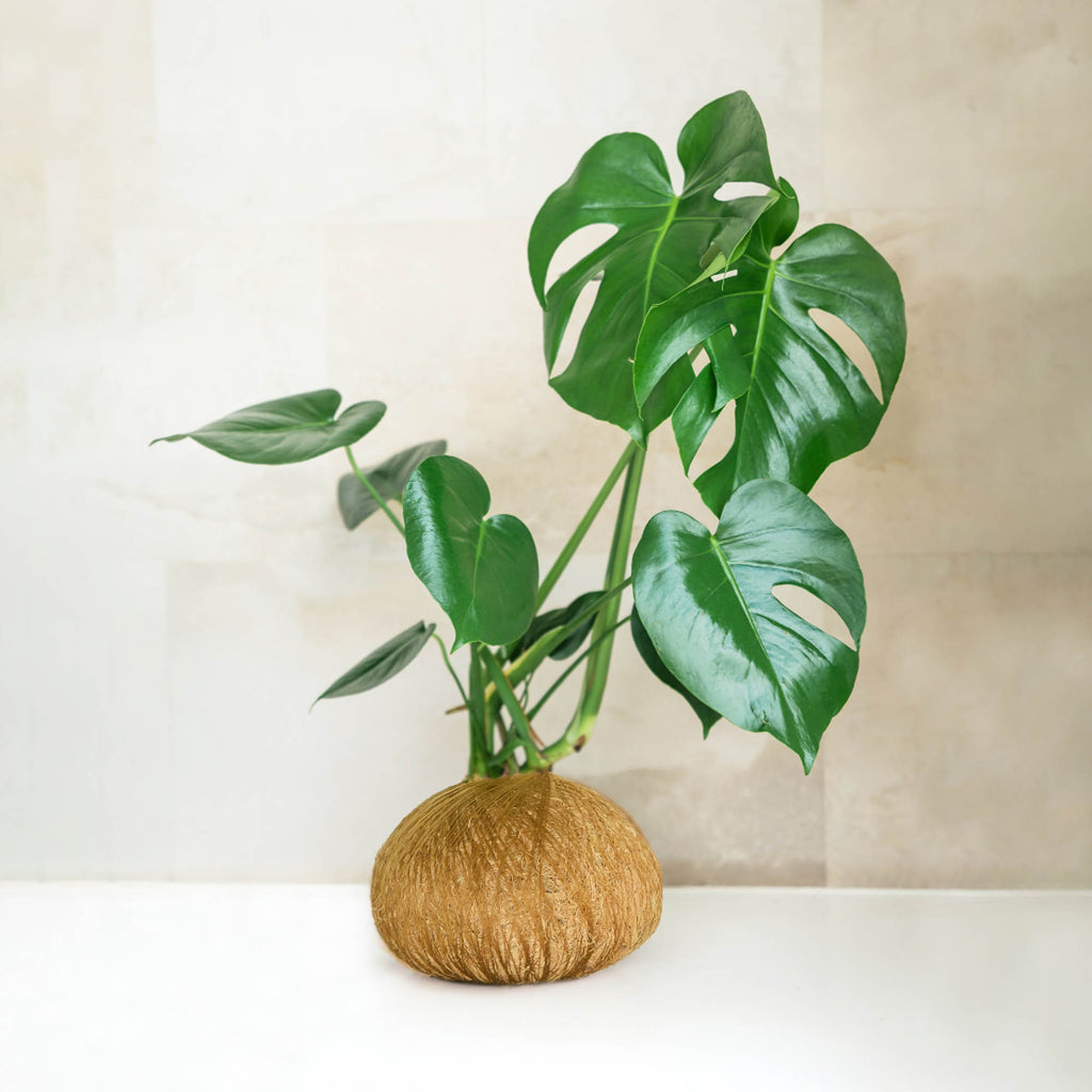 monstera deliciosa kokedama Monstera Deliciosa Kokedama Sydney