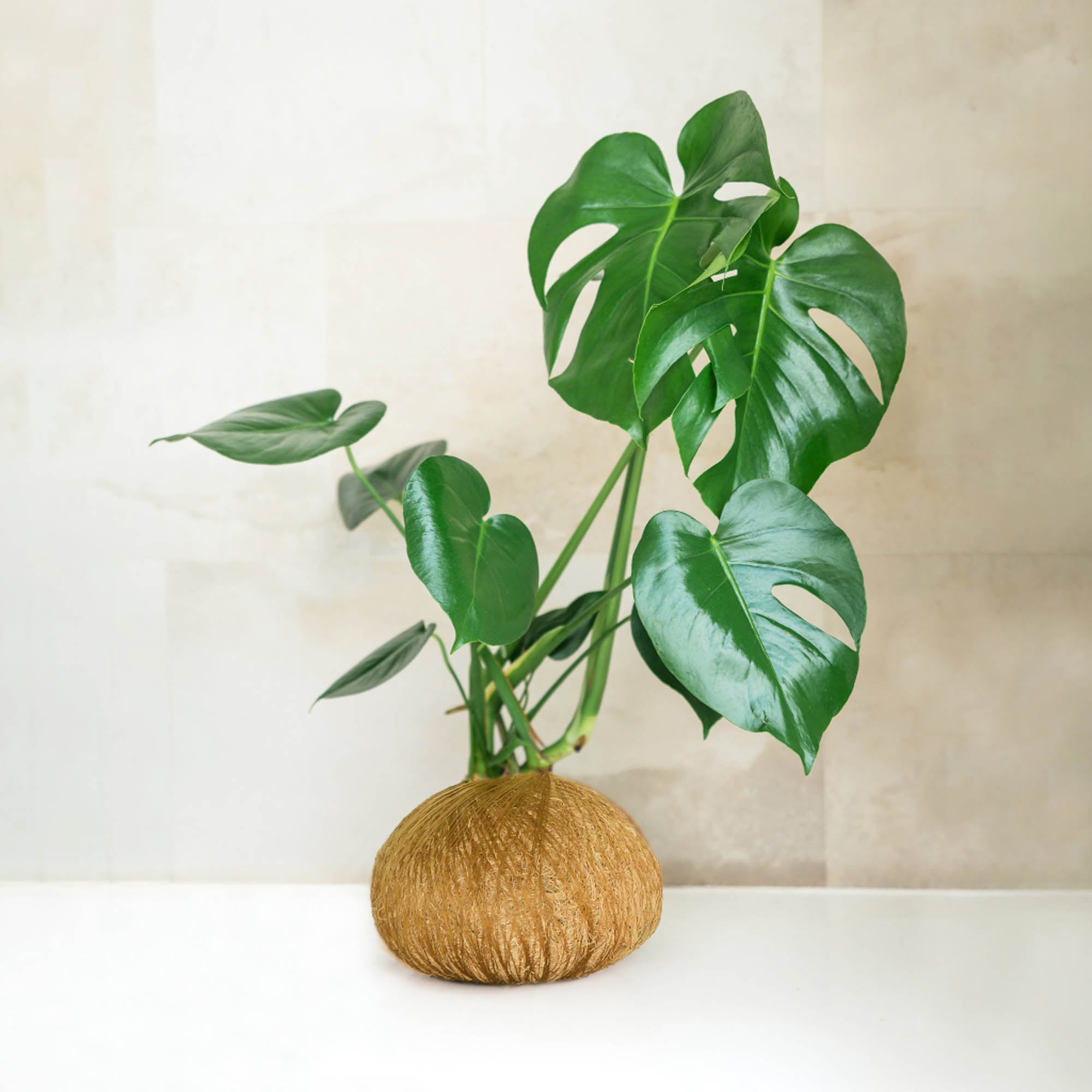 kokedama monstera Monstera Deliciosa Kokedama Sydney