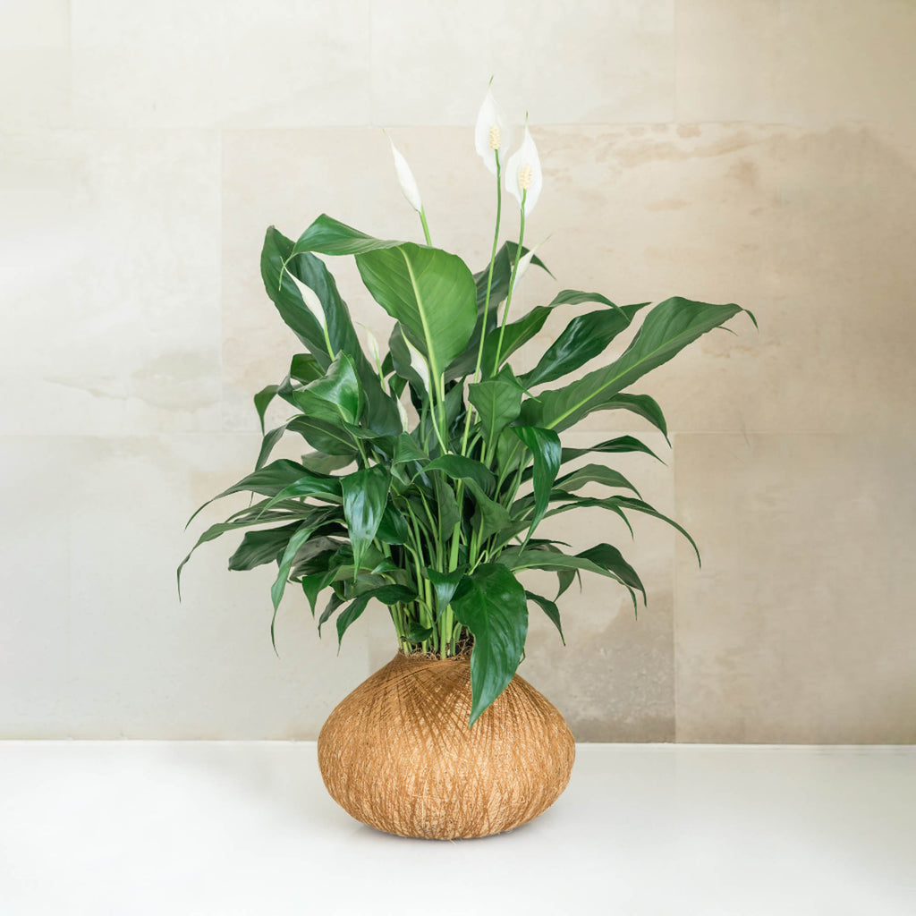 peace lily kokedama Peace Lily Kokedama Plant Sydney