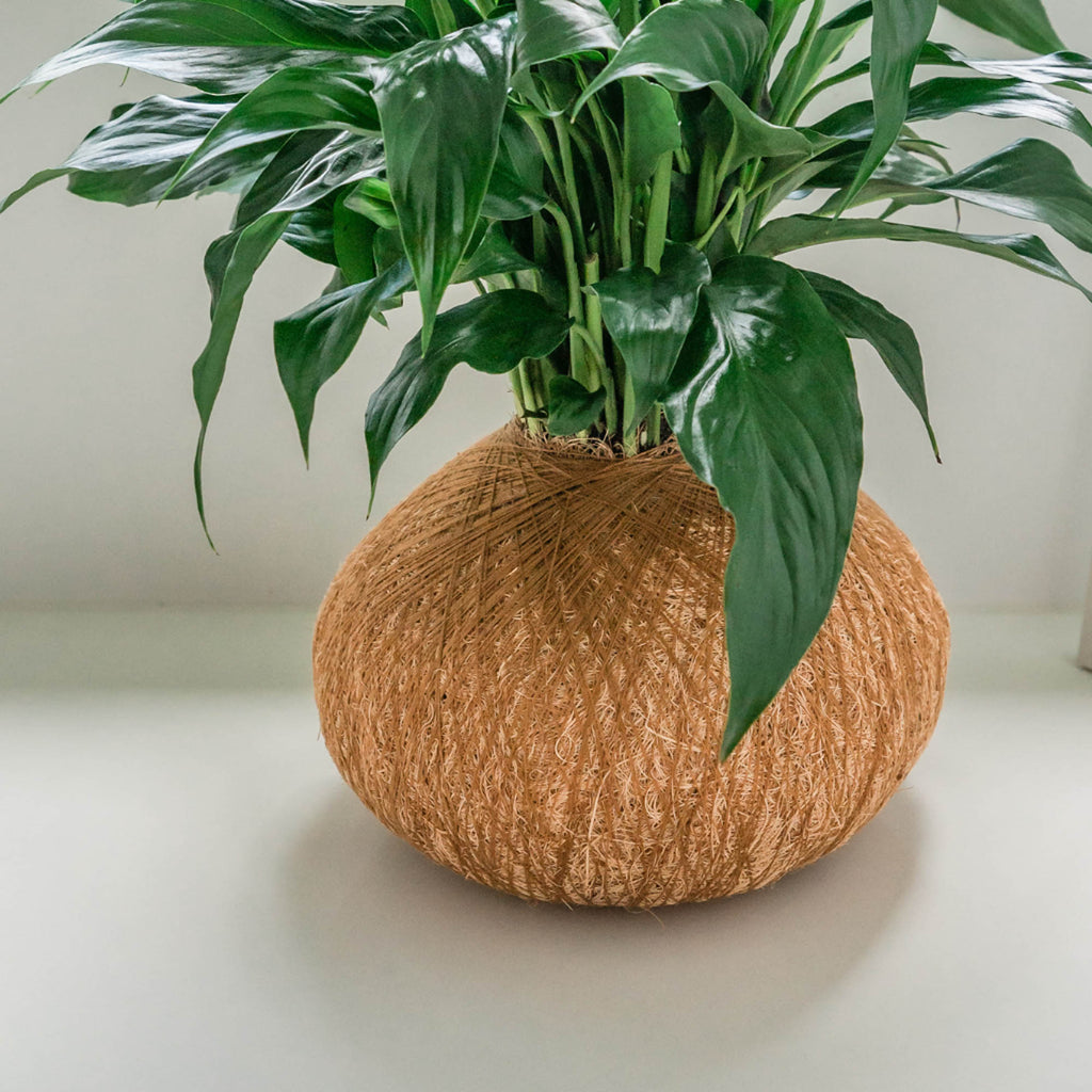 peace lily kokedama Peace Lily Kokedama Plant Sydney