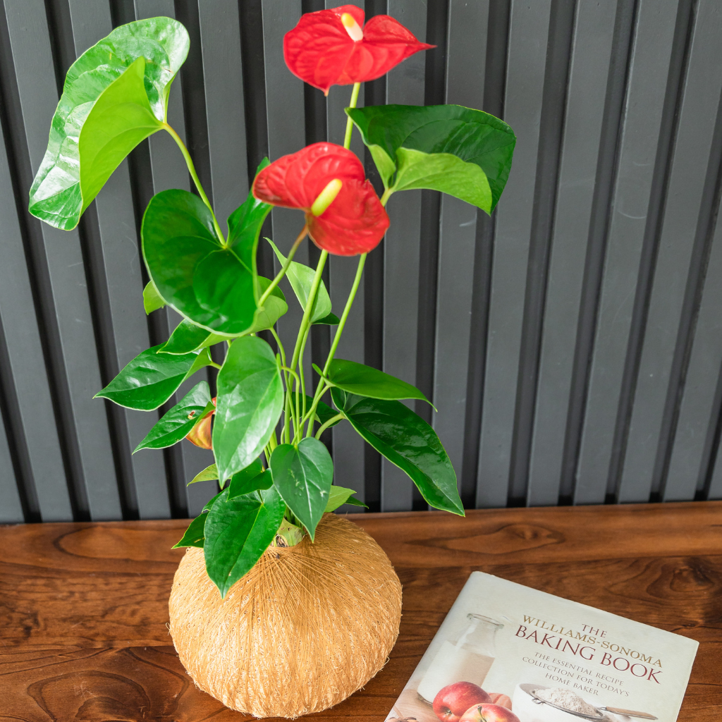 Stunning Kokedama Anthurium plant perfect for birthday gifts in Sydney