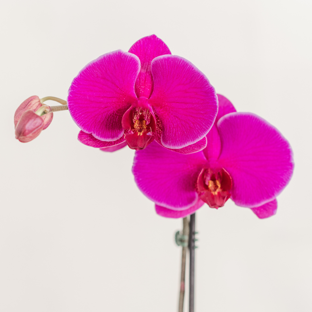 sydney florist magenta orchid plant